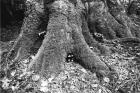 Forest Fears Vol.I, No.1